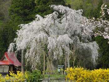 おしら様の枝垂れ桜1