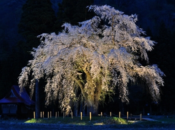 ライトアップされたおしら様の枝垂れ桜
