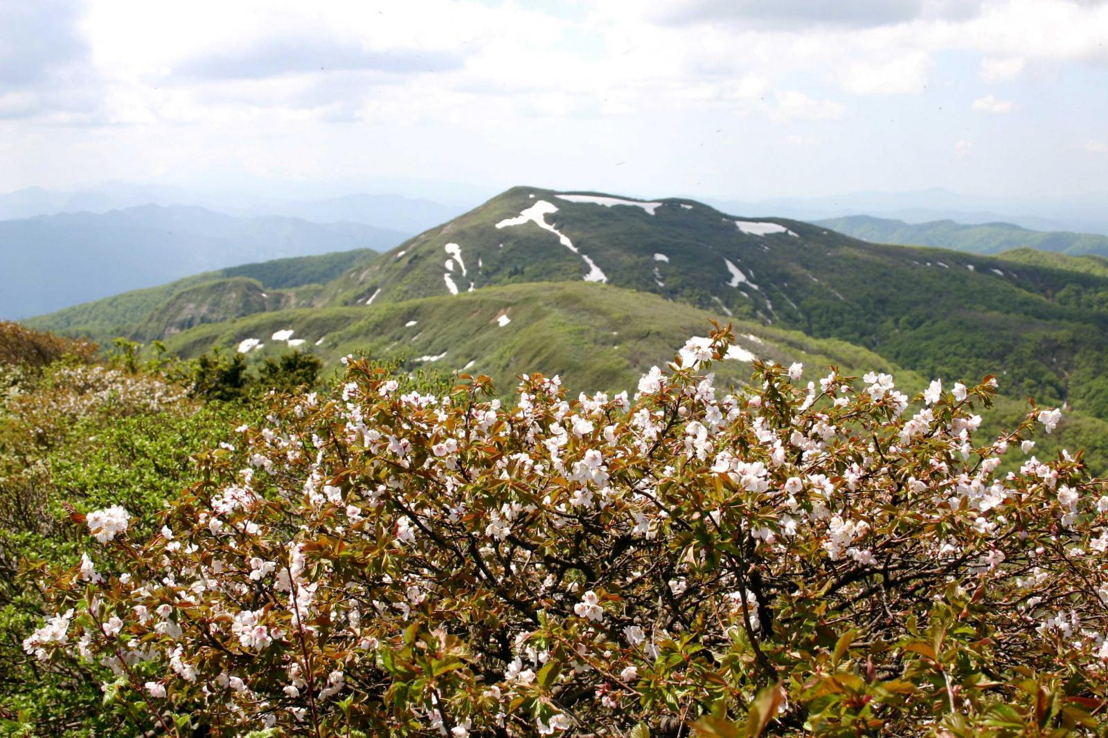 山伏岳画像