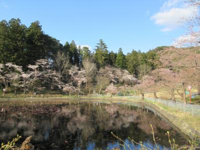 愛宕公園　桜の時期