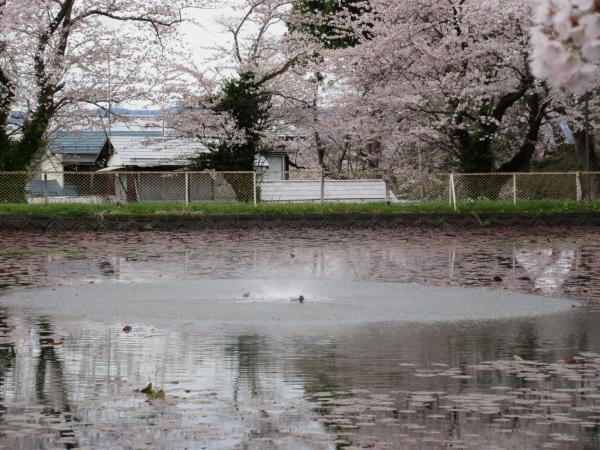 愛宕公園　桜の時期２