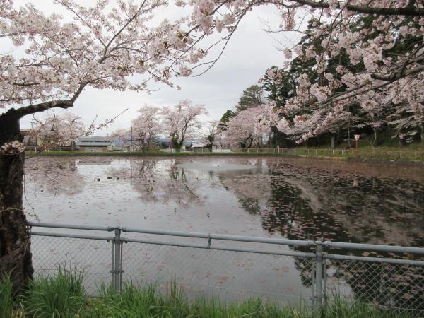 愛宕公園　桜の時期１