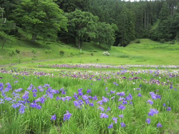 愛宕公園　あやめ