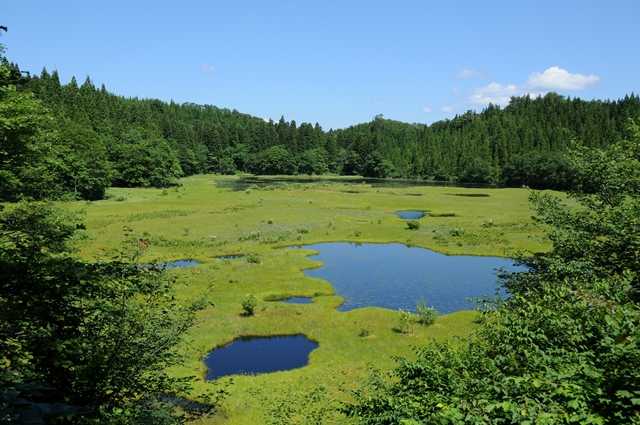木地山のコケ沼湿原植物群落の写真
