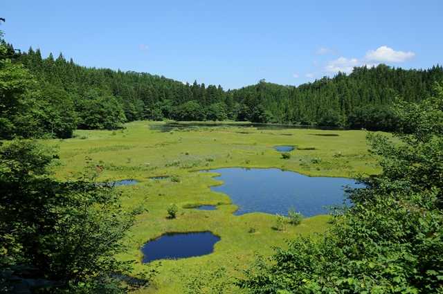 木地山のコケ沼湿原植物群落の写真