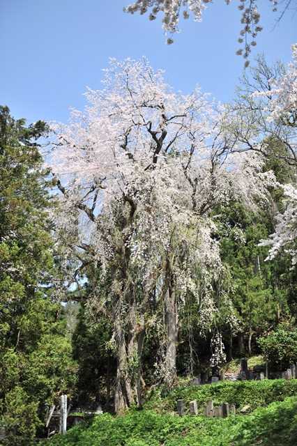 雲岩寺のシダレザクラの写真