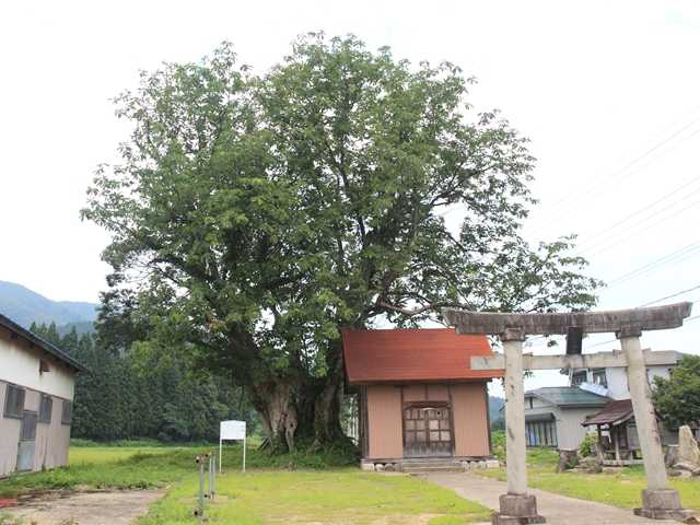 千代世神社のホオノキの写真