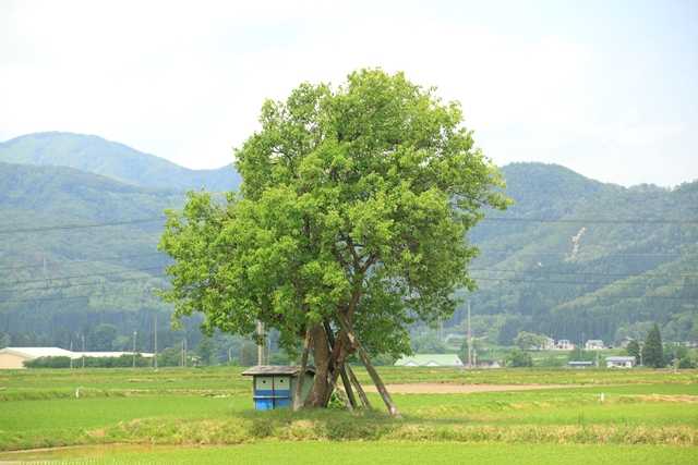 三梨のナシノキの写真