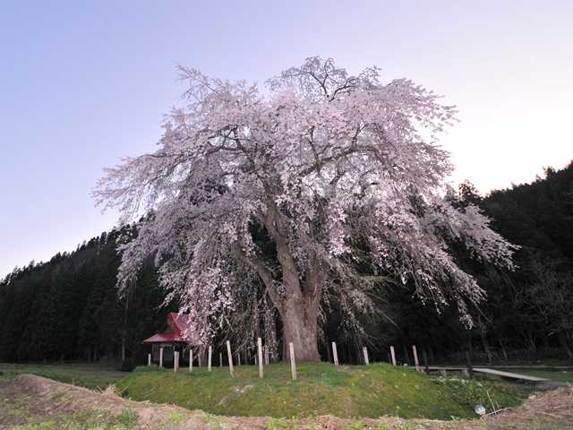 赤塚白山神社のシダレザクラの写真