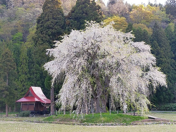 おしら様の枝垂桜開花状況