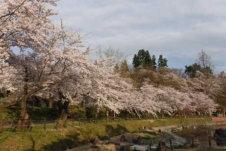 桜の様子(令和2年4月21日撮影)
