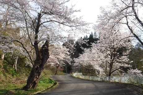 桜の様子1(令和2年4月21日撮影)