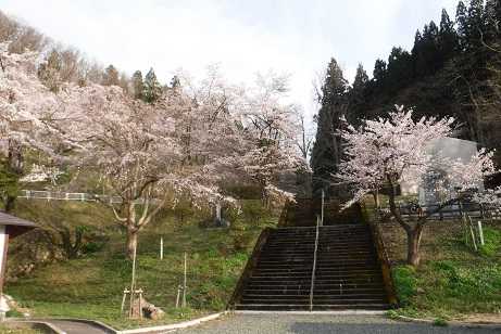 桜の様子2(令和2年4月21日撮影)
