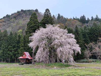 おしら様1