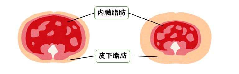 内臓脂肪と皮下脂肪の違い