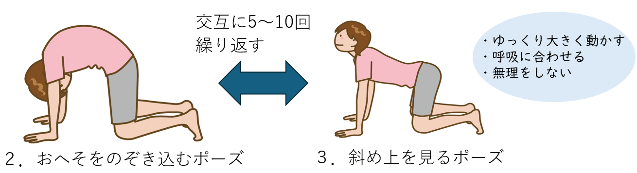 猫のポーズ　おへそをのぞき込むポーズと斜め上を見るポーズ