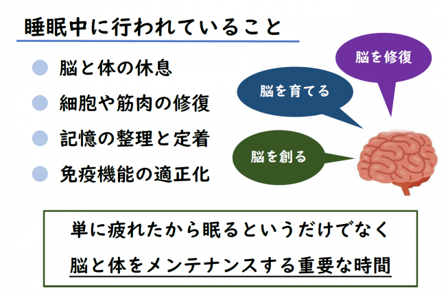 睡眠中に行われていること