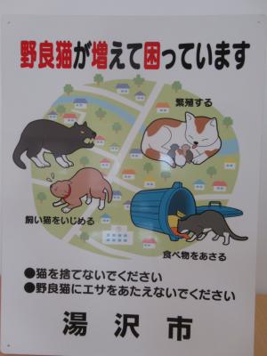 野良猫