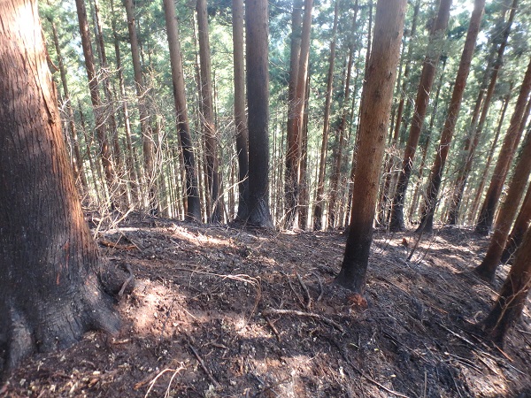 林野火災後の写真